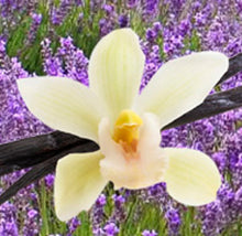 Load image into Gallery viewer, 2oz. Lavender Vanilla Body Frosting Creme
